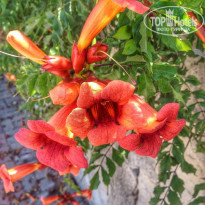 фото из отзыва ID 1217863