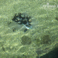 фото из отзыва ID 1218354