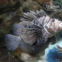 фото из отзыва ID 1218755