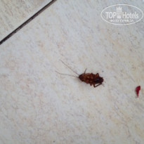 фото из отзыва ID 1218763