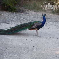 фото из отзыва ID 1219303