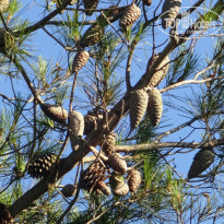 фото из отзыва ID 1219504