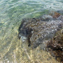 фото из отзыва ID 1219643