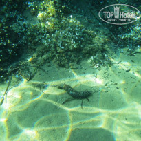 фото из отзыва ID 1219643