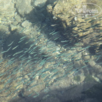 фото из отзыва ID 1218354