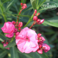 фото из отзыва ID 1220231