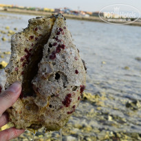 фото из отзыва ID 1221440