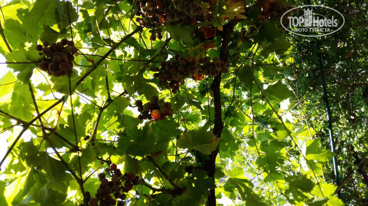 New photos from tourists Cetkovic 3*