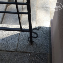 фото из отзыва ID 1225117