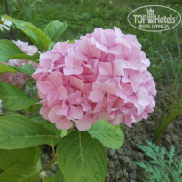 фото из отзыва ID 1225438