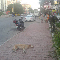 фото из отзыва ID 1226258