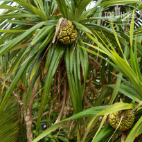 фото из отзыва ID 1228342