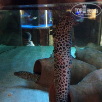 фото из отзыва ID 1226402