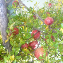 фото из отзыва ID 1229665