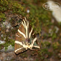 фото из отзыва ID 1225685