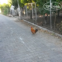 фото из отзыва ID 1226290