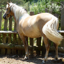 фото из отзыва ID 1230768