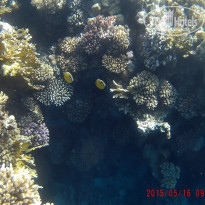 фото из отзыва ID 1231388