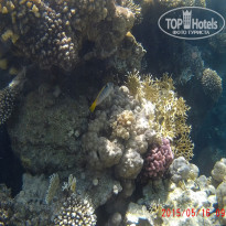 фото из отзыва ID 1231388