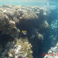 фото из отзыва ID 1231388