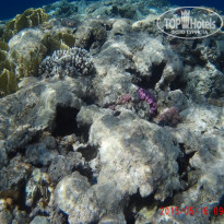 фото из отзыва ID 1231388