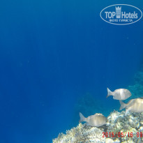 фото из отзыва ID 1231388