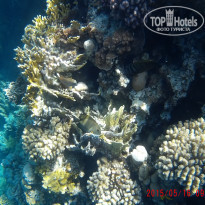 фото из отзыва ID 1231388