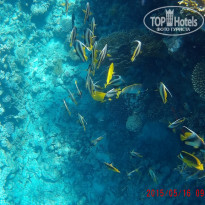 фото из отзыва ID 1231388