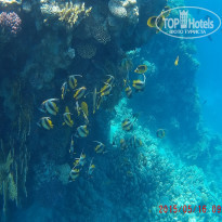 фото из отзыва ID 1231388