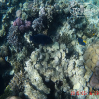 фото из отзыва ID 1231388