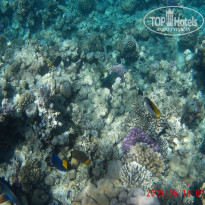 фото из отзыва ID 1231388