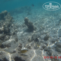 фото из отзыва ID 1231388