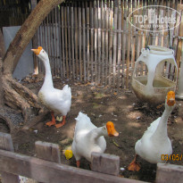 фото из отзыва ID 1232015