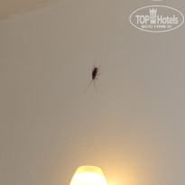 фото из отзыва ID 1232189