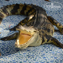 фото из отзыва ID 1233005