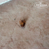 фото из отзыва ID 1233162