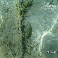 фото из отзыва ID 1234624