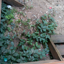 фото из отзыва ID 1234633