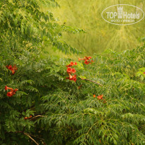 фото из отзыва ID 1235659