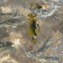 фото из отзыва ID 1236155