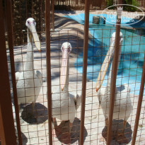 фото из отзыва ID 1232495