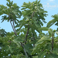 фото из отзыва ID 1237174