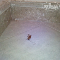 фото из отзыва ID 1238285