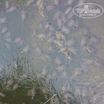 фото из отзыва ID 1238663