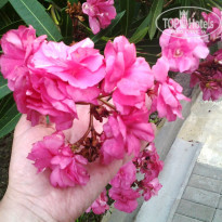 фото из отзыва ID 1238678