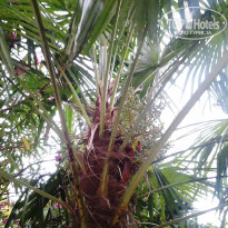 фото из отзыва ID 1238678