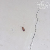 фото из отзыва ID 1239373