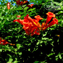 фото из отзыва ID 1240303