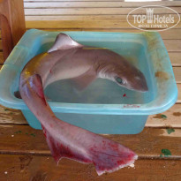 фото из отзыва ID 1240793