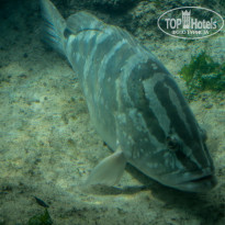 фото из отзыва ID 1241537